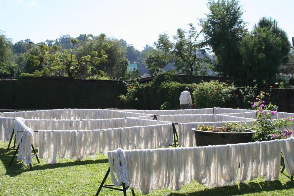 Pure white Himalayan wool, spun into carpet yarn and drying in the sun.