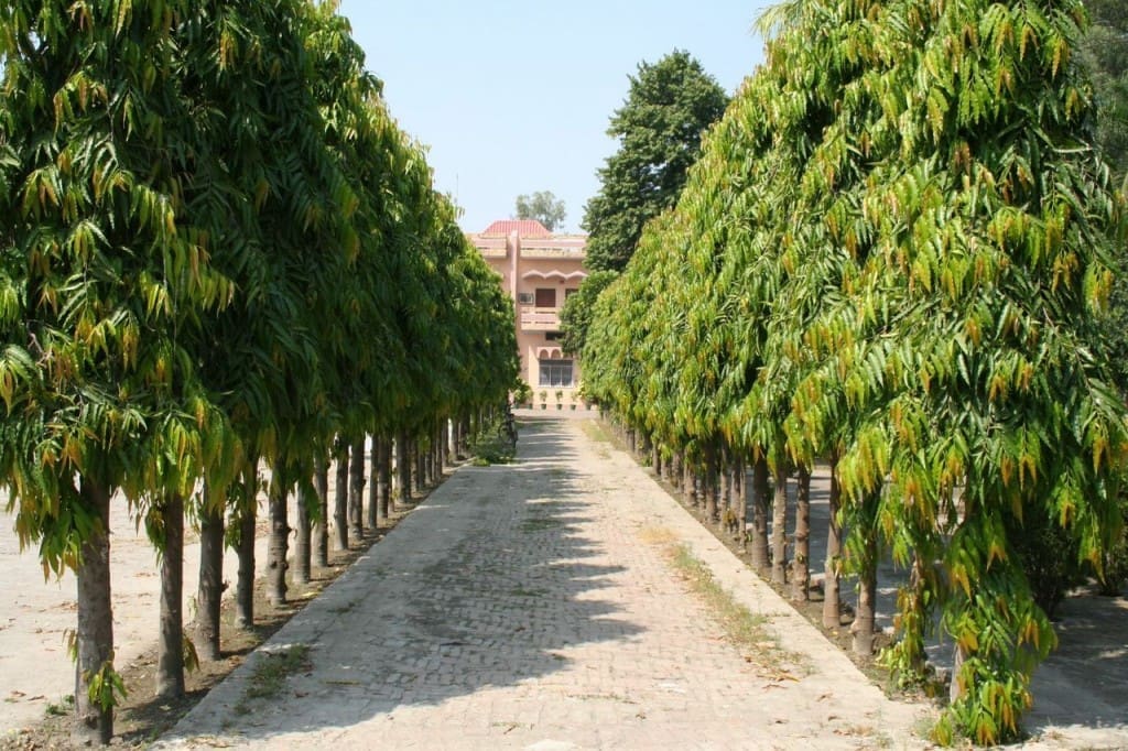 A grove of Mango trees on the grounds of one of the carpet workshops that that Reitmeyer is using to design a collection of hand-woven Mohair rugs.