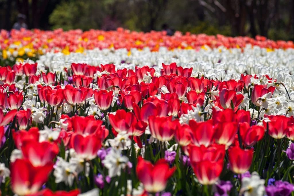Dallas In Full Bloom