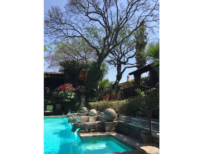 The crisp pool below a jacaranda tree at Casa Hyder.