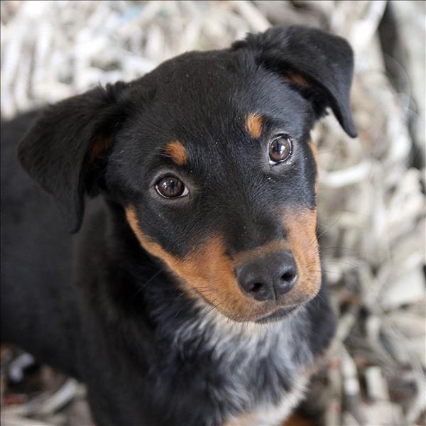 SPCA Celebrates Paws Cause 20th Anniversary