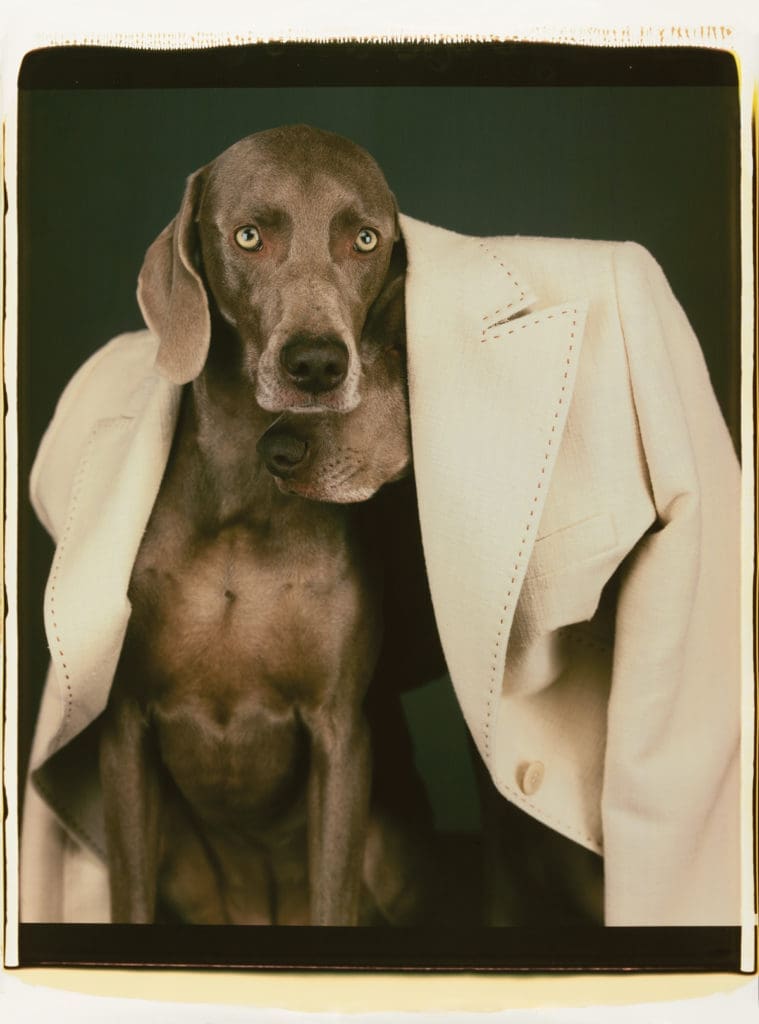 From William Wegman's "Dogs in Coats" series for Max Mara