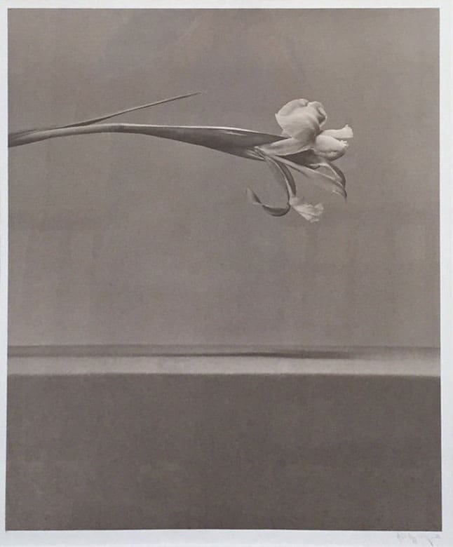 Robert Mapplethorpe, Iris, 1984. Photolithograph. Est. $5,000-$7,000. Courtesy Paddle8.