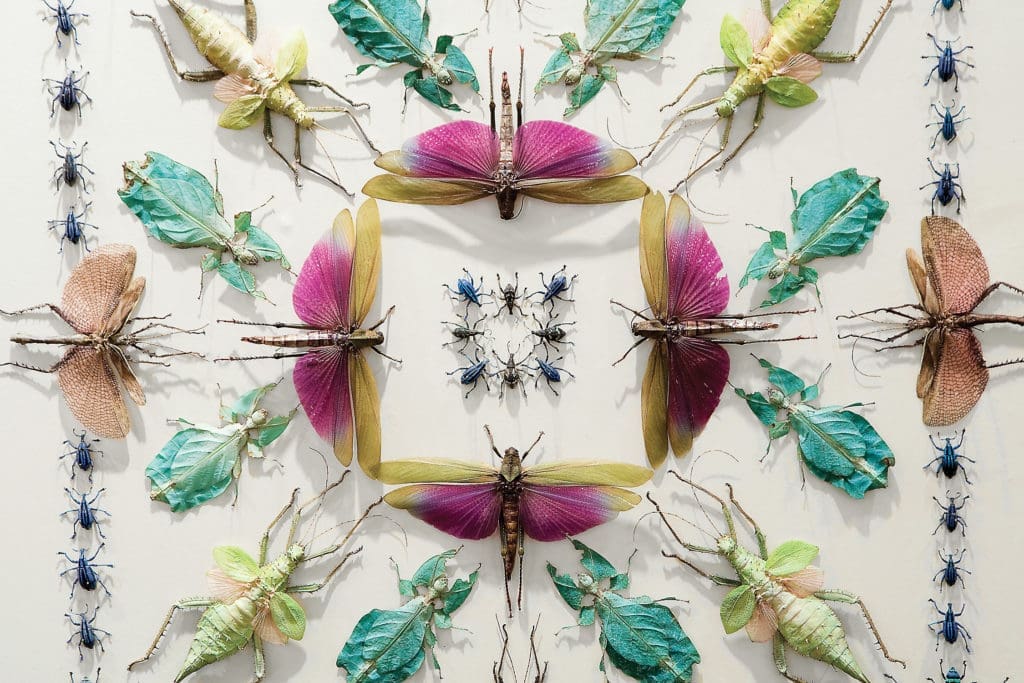 Bug Mania Grips Houston: Grasshoppers, Beetles and Walking Sticks Invade GreenStreet