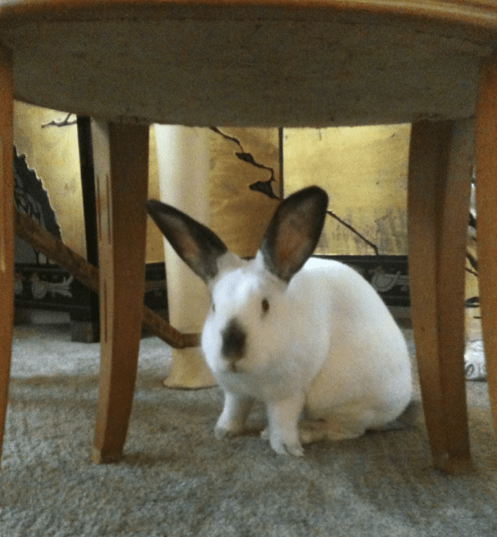 Fluffy was rescued from Freed Park in Spring Branch by neighbor Shirley Daymen, and now lives in the Heights thanks to artist Susan Plum and nextdoor.com.