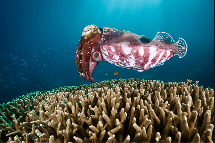 National Geographic photog David Doubilet's "A Cuttlefish Pauses over a Field of Coral Looking for a Place to Deposit Eggs, Great Barrier Reef, Australia," 2009, at Spring Street Studios (Courtesy the artist and FotoFest)
