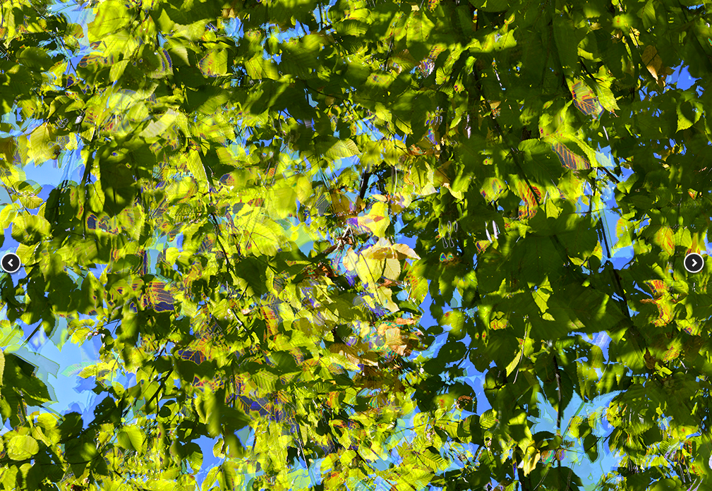 Manual's (Ed Hill & Suzanne Bloom) "Yellow Birch Cycle #7," Sept. 9, 2015, at Moody Gallery, highlighted the leafy beauty of the Houston photographers' New England retreat. (Courtesy the artist and gallery)