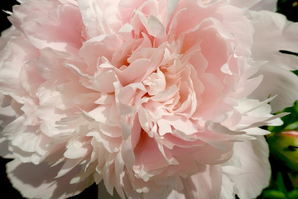 A peony in full bloom, one of the blossoms favored by artist Claire Basler.