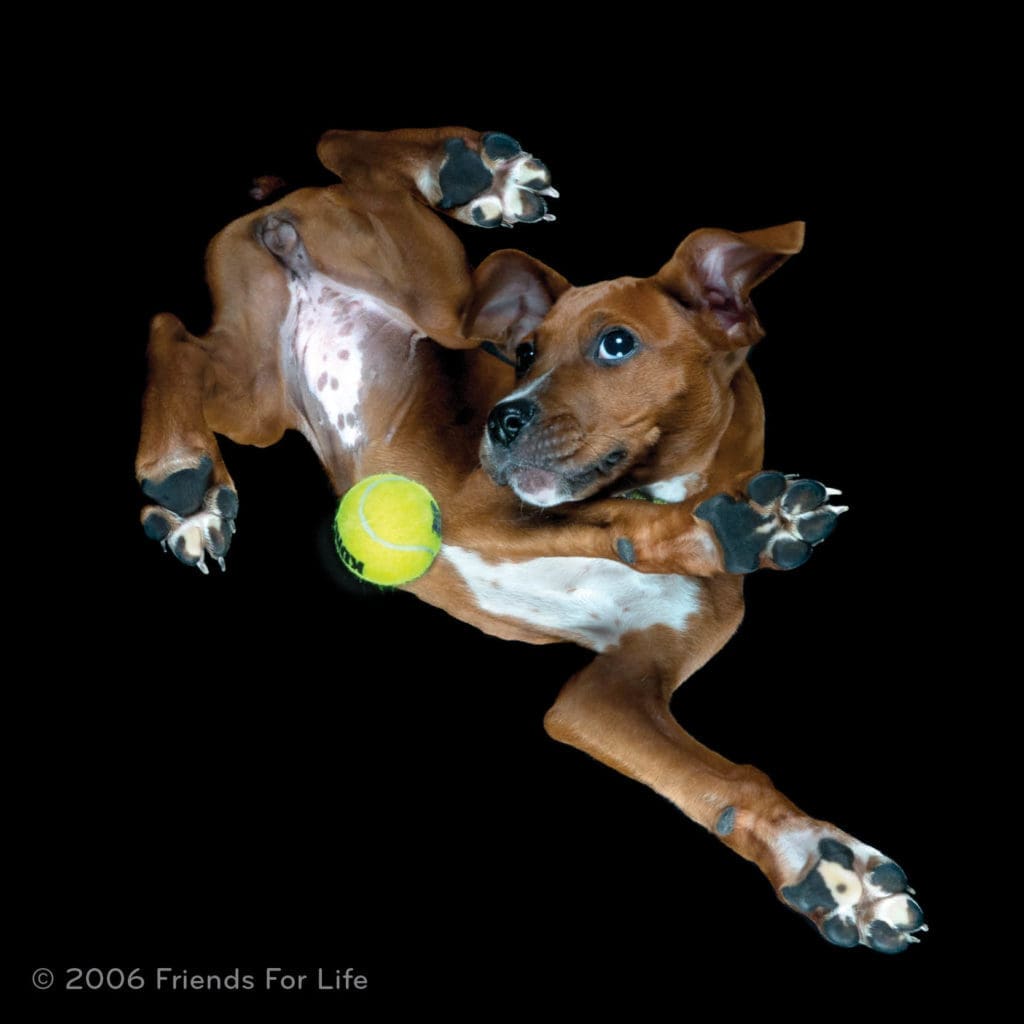 Stars, VIP Dogs, Whiskey Blackjack and <i>Hamilton</i> Tickets: This No-Kill Gala Has It All