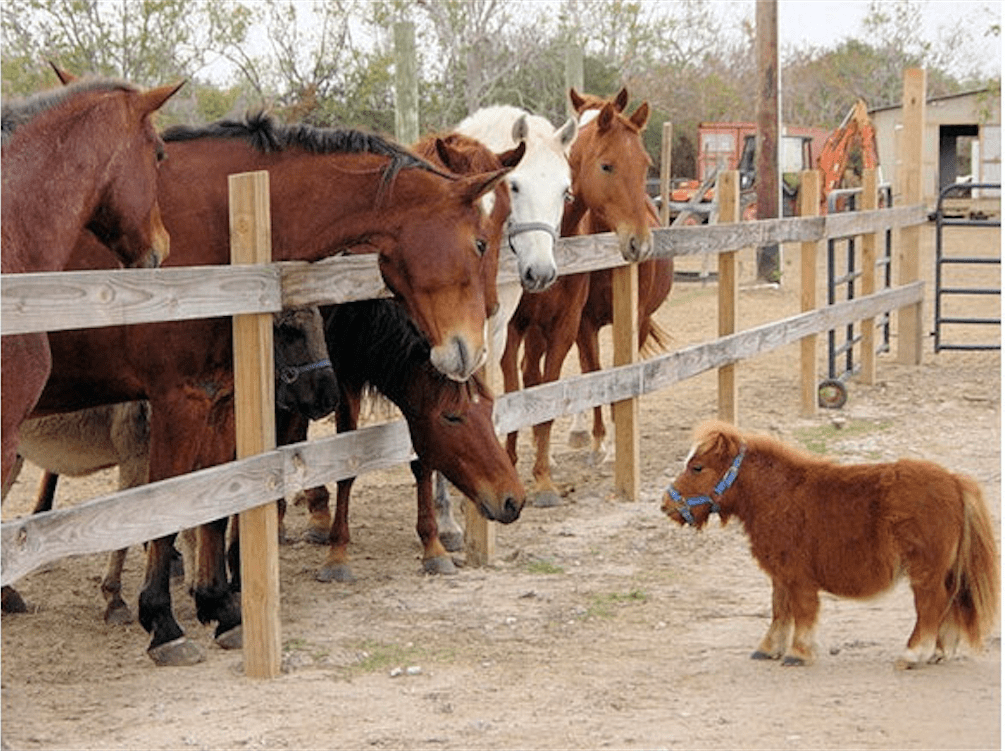 Houston’s Homeless Horses: A Beloved Local Bar Hosts Benefit to Address a Texas Problem