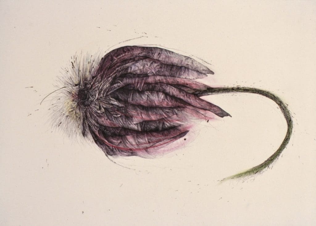 Penny Cerling's "Gerber Daisy"