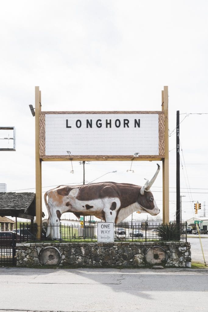 The Longhorn's mascot awaits its new paint job by Stylle Read. The muralist of the Fort Worth Stockyards has also been commissioned to create a mural cycle for this urban renewal/preservation project in the Cedars. (Photo Cal Quinn) 