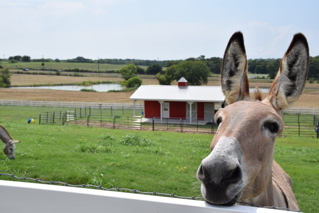 One of Shannon McLinden’s rescue donkeys (Photo by Manny Rodriguez)
