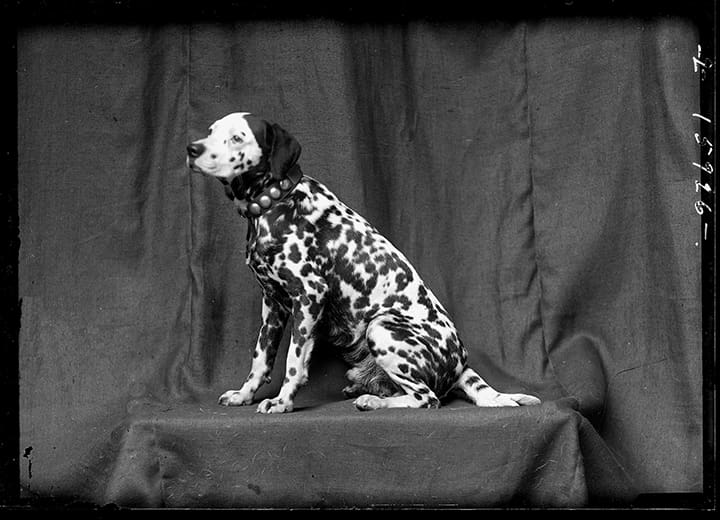 Helen Altman's "Spotted Dog," 2017, at Moody Gallery