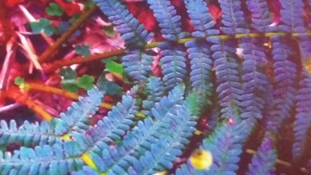 A detail from Rist's two-channel video projection, "Worry Will Vanish" (2014), now on view at the MFAH, through September 17. (Photo Catherine D. Anspon 