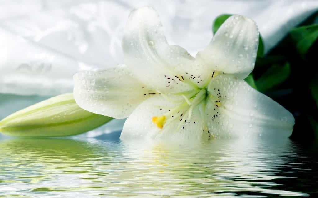 Lilies represent the innocence of the soul of the person who has passed at a funeral.