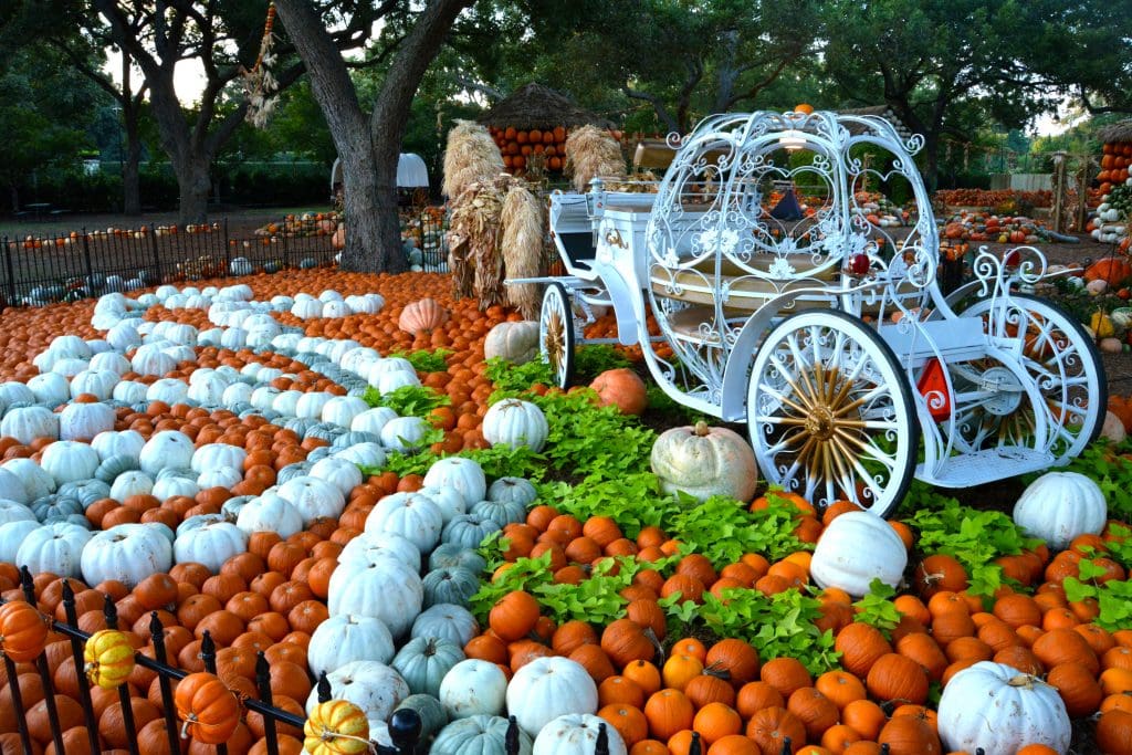 50 Only-in-Dallas Things to Do This Fall