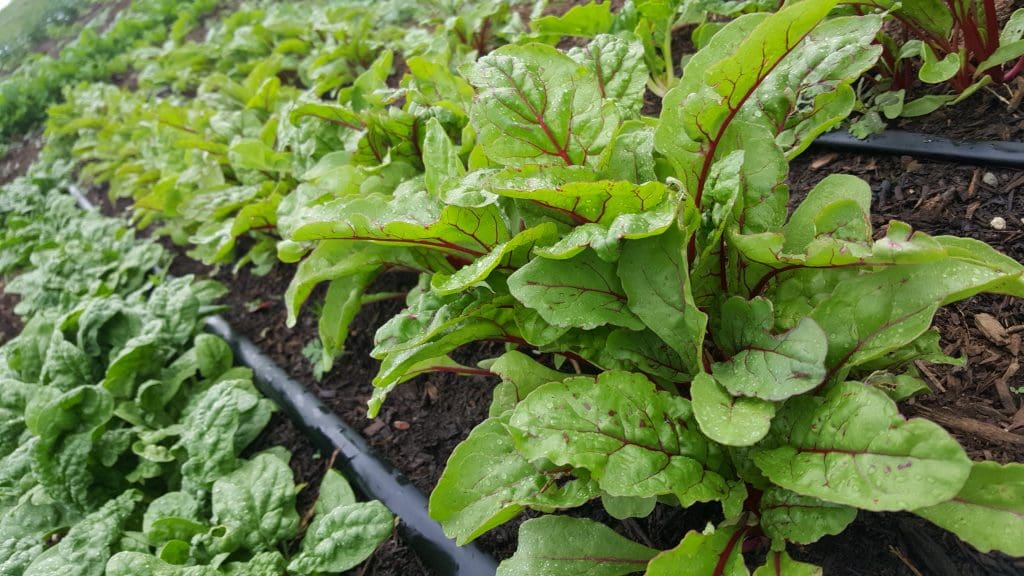 Produce at Olmos' farm in Midlothian, Texas