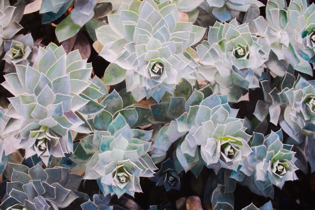 Close look at succulent mural by Lauren Childs