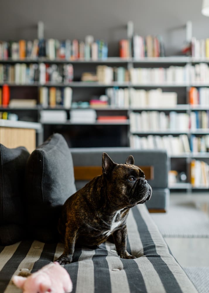 Mid-century daybed from Reeves Antiques is a favorite spot for Hubert. “French bulldogs are a particular breed, Middleton says. “Their AKC motto is ‘A clown in a cloak of a philosopher,’ which certainly seems to fit.”