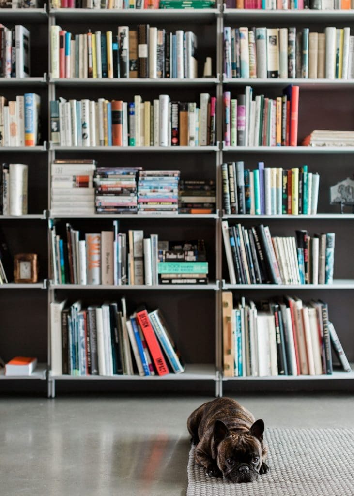 Custom bookcases by Modern Shelving (21 feet in length, eight feet high) hold a working library of 3,000 books. French bulldog Hubert takes a nap.
