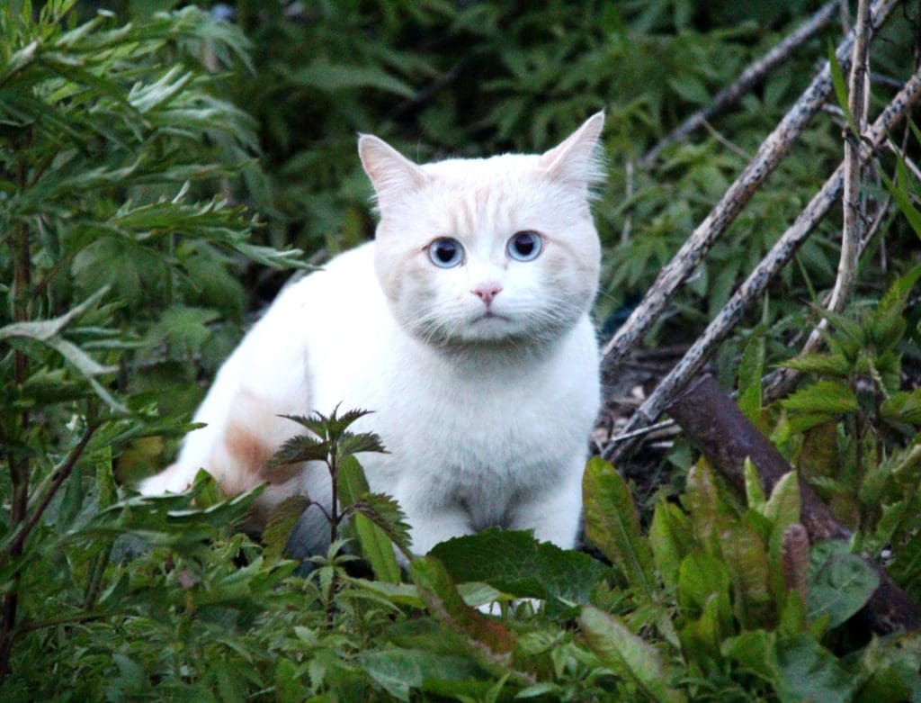 The death of a pet is devastating. But there are ways you can help a friend grieve.