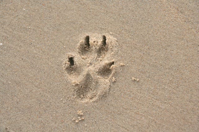 The pain of losing a pet doesn't just go away. Help your friend remember the happy time.