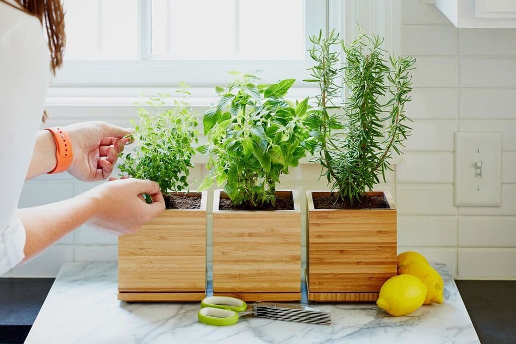 Gardenuity sells herbs and harder-to-grow vegetables as live plants. 