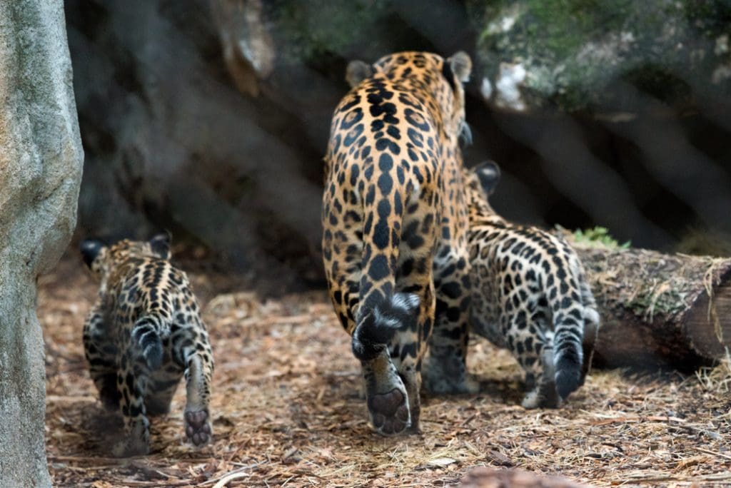 Houston Zoo four-month old jaguars.