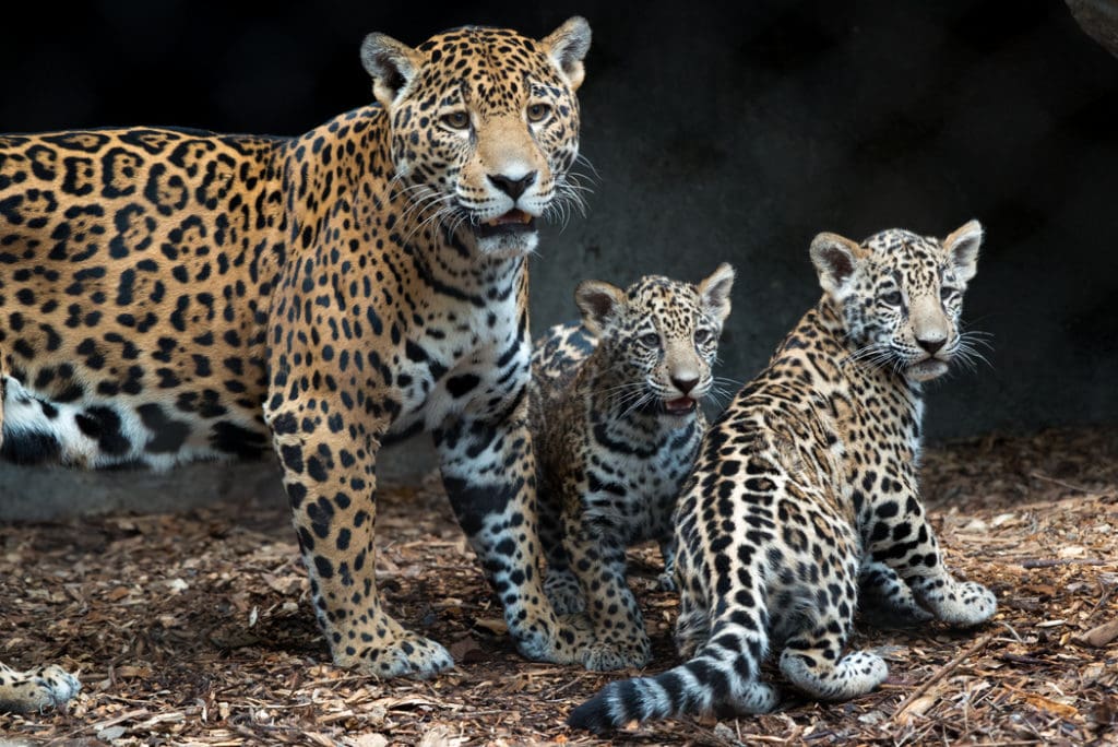 Caption
Alt Text
Description
Meet Houston Zoo's baby jaguars, Emma and Fritz, seen here with momma Maya.
