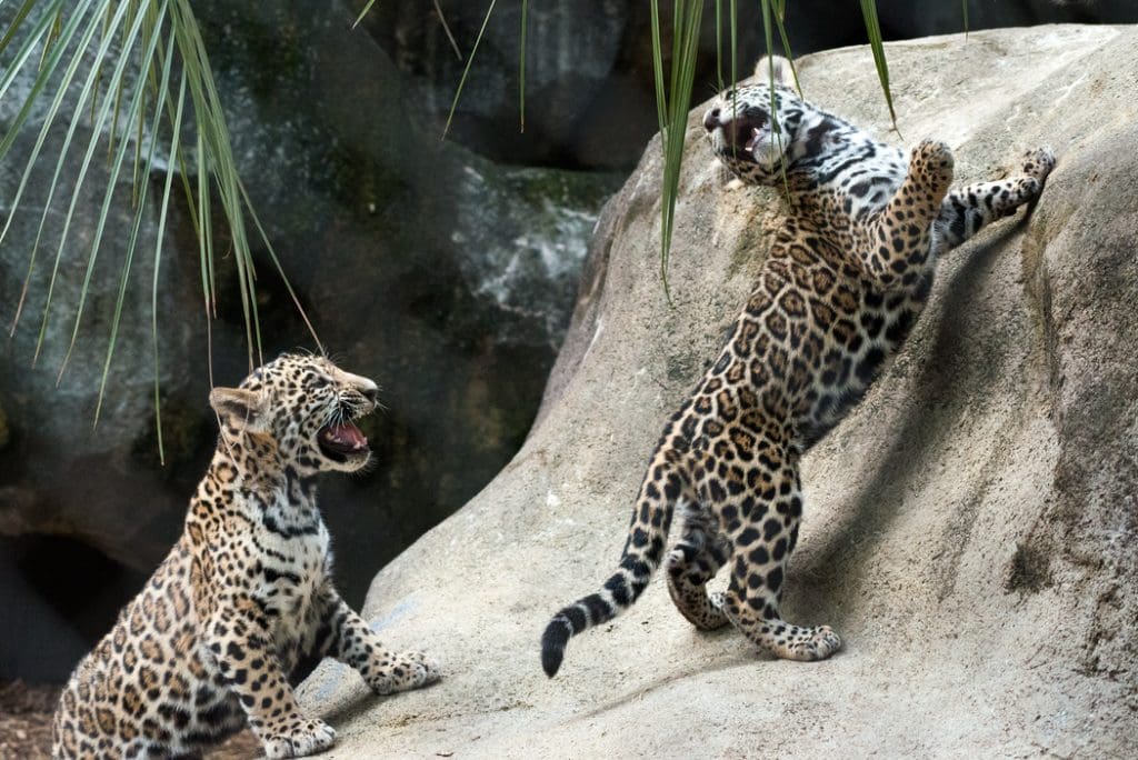 Houston Zoo four-month old jaguars.