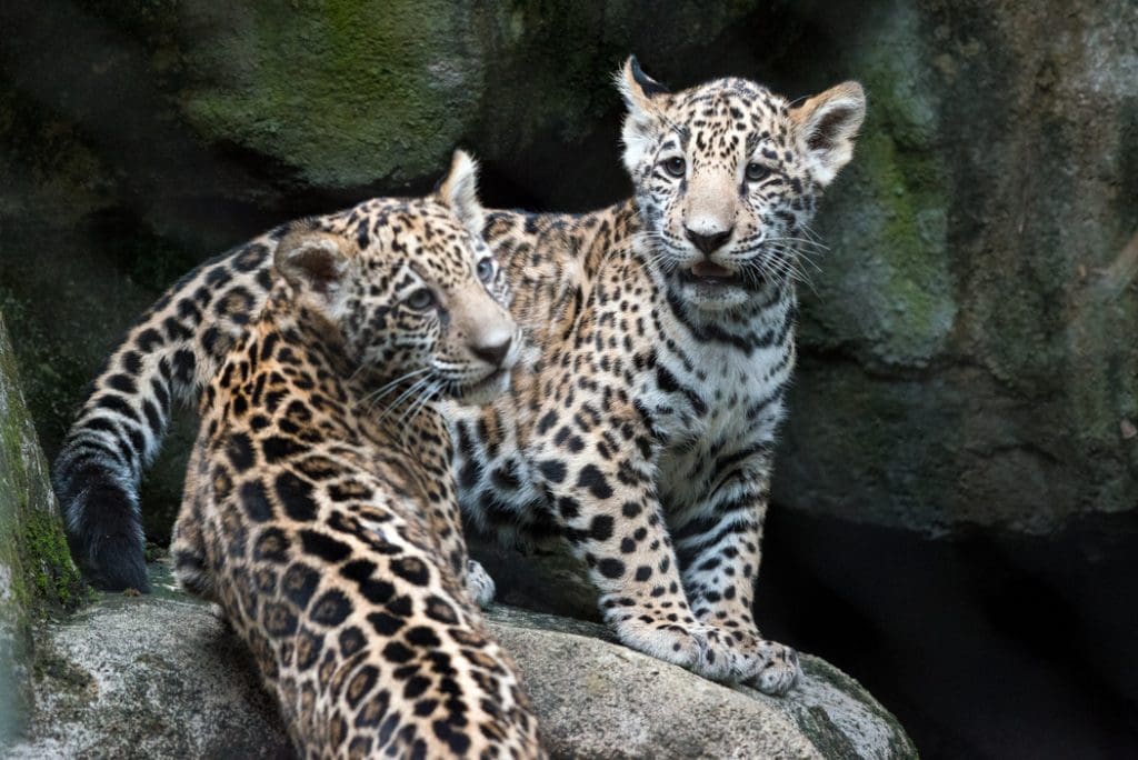 Houston Zoo four-month old jaguars.