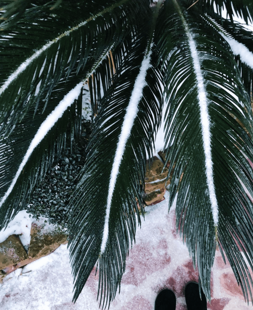 Snow and palm trees? Come again?--@memyselfceleste