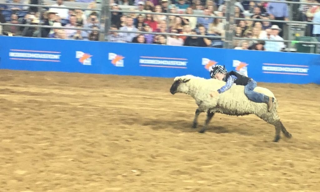 This Mutton Buster's got good form. 