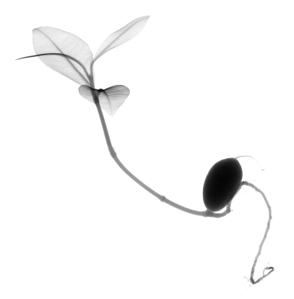 Dornith Doherty's "Garcinia," 2015, is emblematic of her nature-focused work. The artist is represented in Texas by Moody Gallery, Houston, and Holly Johnson Gallery, Dallas.