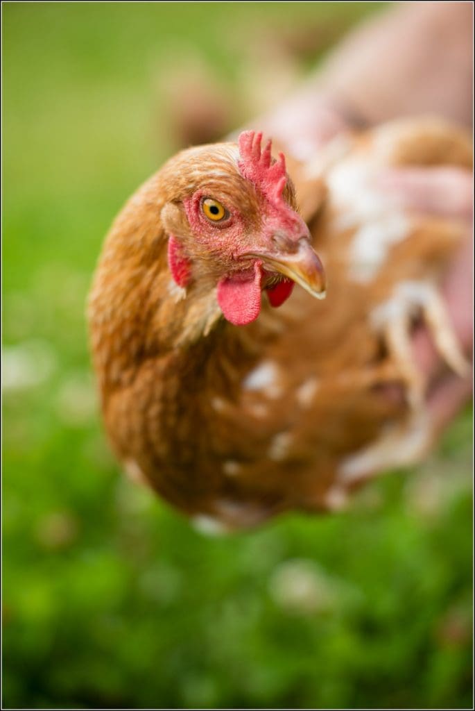 Ballymaloe House Farm