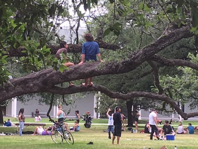 Majestic Menil Oak Tree Torn Down, Devastating Park Regulars: Museum Officials Say They Were Left With No Choice, Vow to Make Up for Loss of 150-Year-Old Treasure