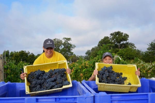 The Messina Hof’s 41st Annual Harvest Festival allows you to pick and stomp your own grapes to celebrate the wine-making process. 