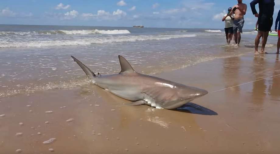 The Texas shark catching was captured by beach goer Ayon Dasgupta on video. 