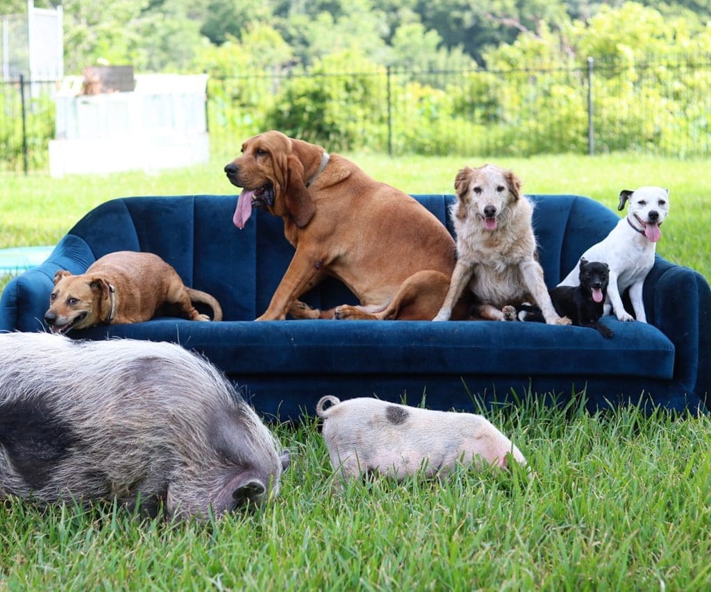 The Eicher family practically have a farm of rescued animals. They even hope to someday open up a sanctuary. 