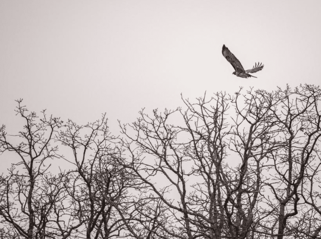 Your patriotism will soar when you see these bald eagles. 