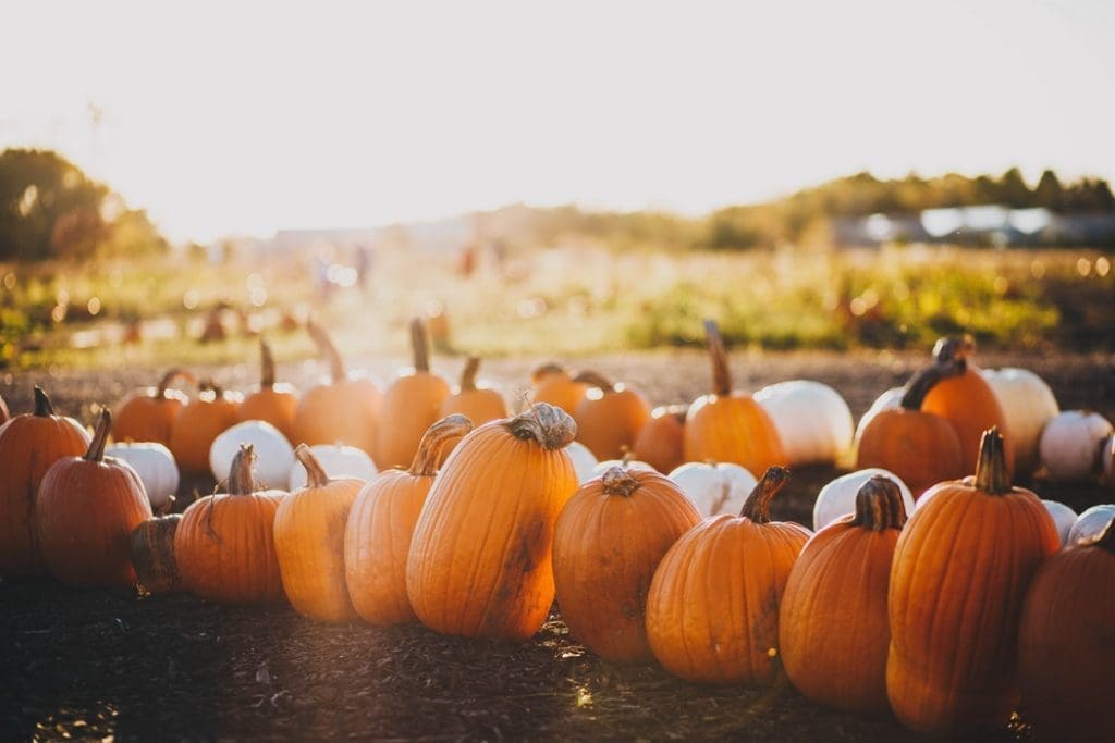 It's time to get into autumn with Dallas' best fall activities.