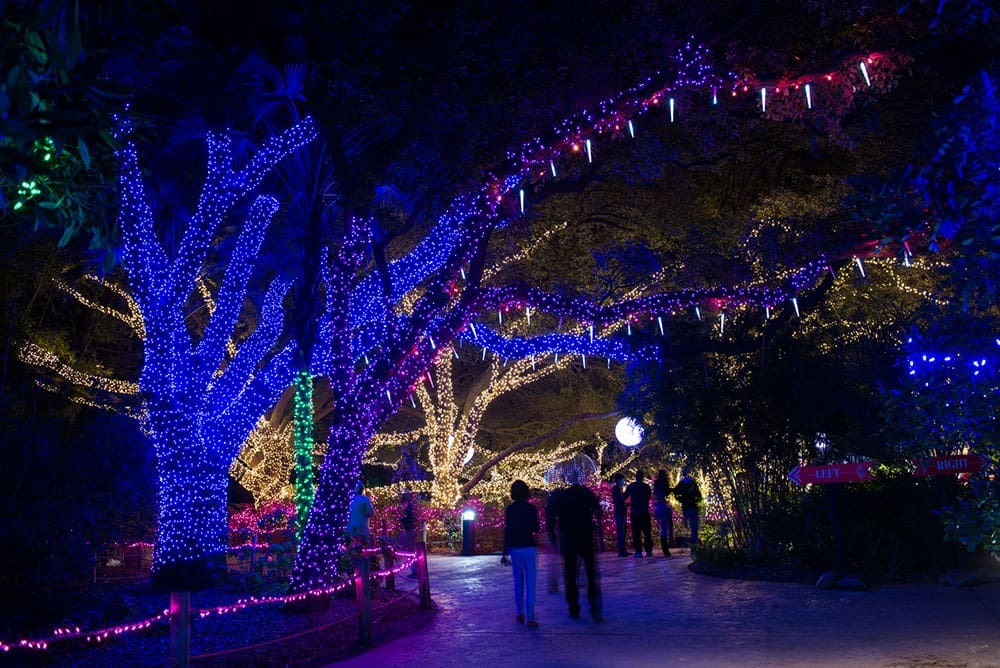 Houston Zoo Lights is a fun annual holiday tradition. It runs daily through January 13.