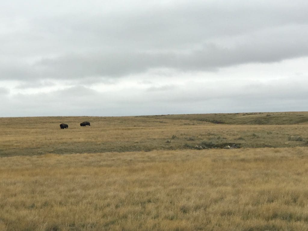 Protected bison graze in Grasslands National Park.