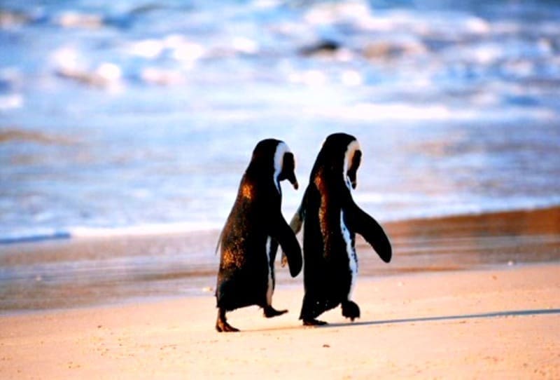 Take your date to Penguins Days at the Dallas Zoo. Perhaps propose with a pebble?