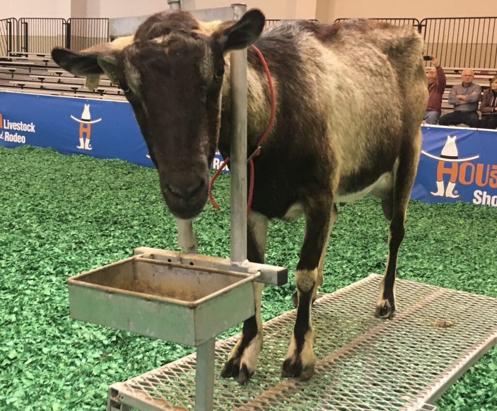 Goat Milking at the Houston Rodeo — When Media Celebrities Play Farmers