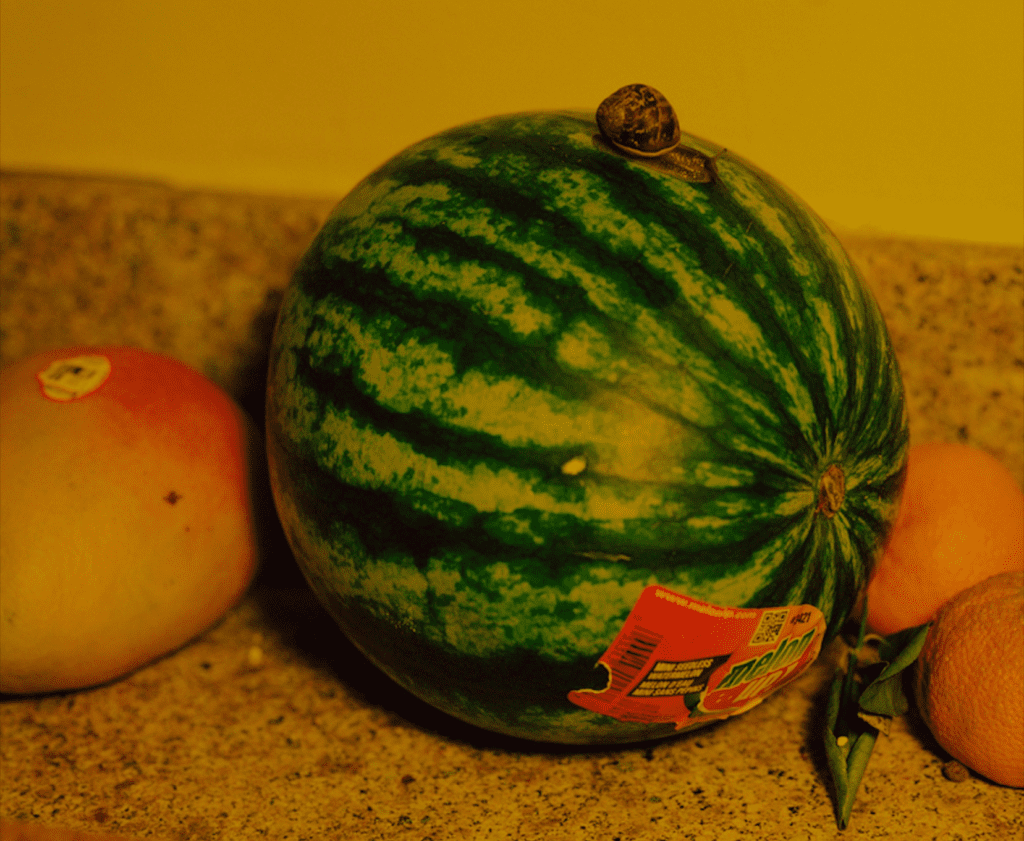 Damien Maloney's "Snail and Melon," 2017. Estimated value $800.