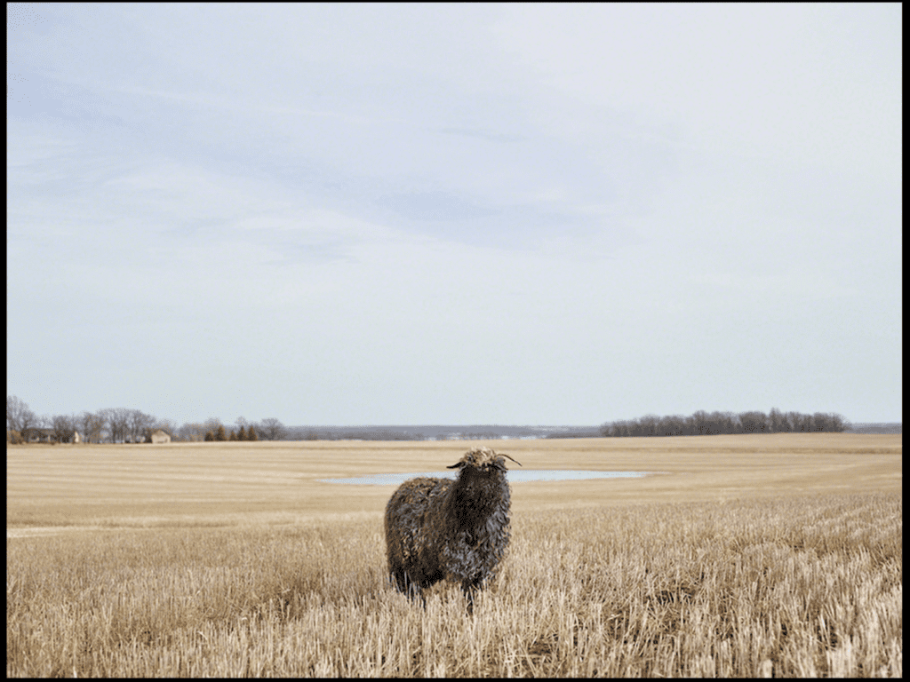 R.J. Kern's "Curly," 2015. Estimated value $1,100.