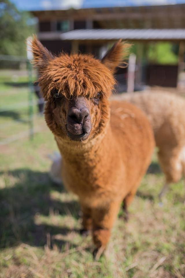 You can even meet an alpaca and other cuddly creatures. 