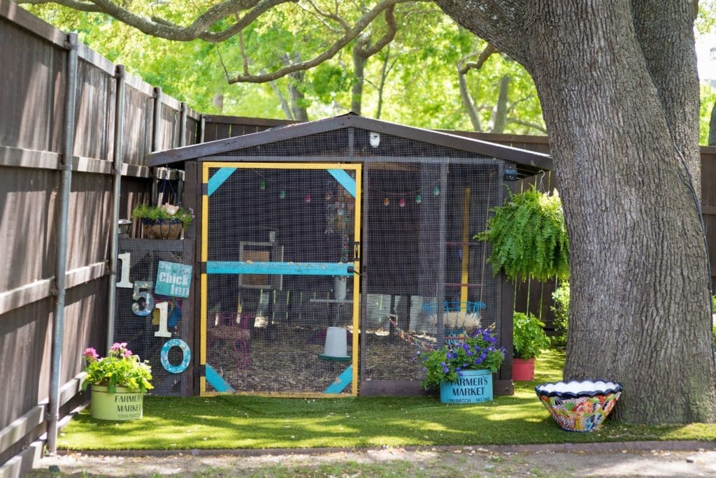 The Los Pollos de Verano coop houses eight hens.